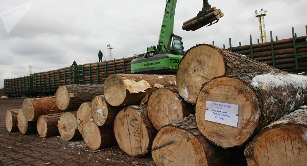 俄罗斯对中国木材出口量上涨